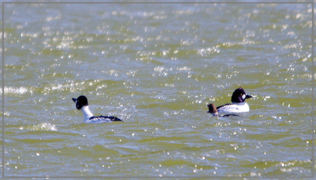 20130326_1344brilduikers_Kennemermeer Pentax K5 400 mm