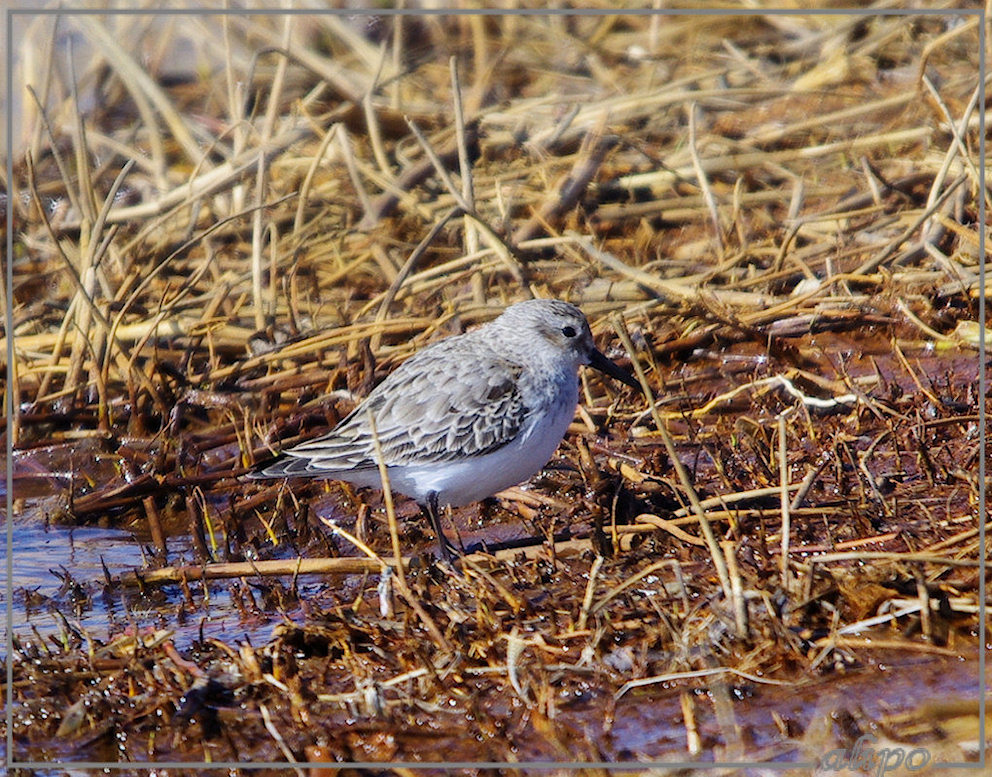 20130326_1437paarse_strandloper_Kennemermeer4 Pentax K5 400 mm