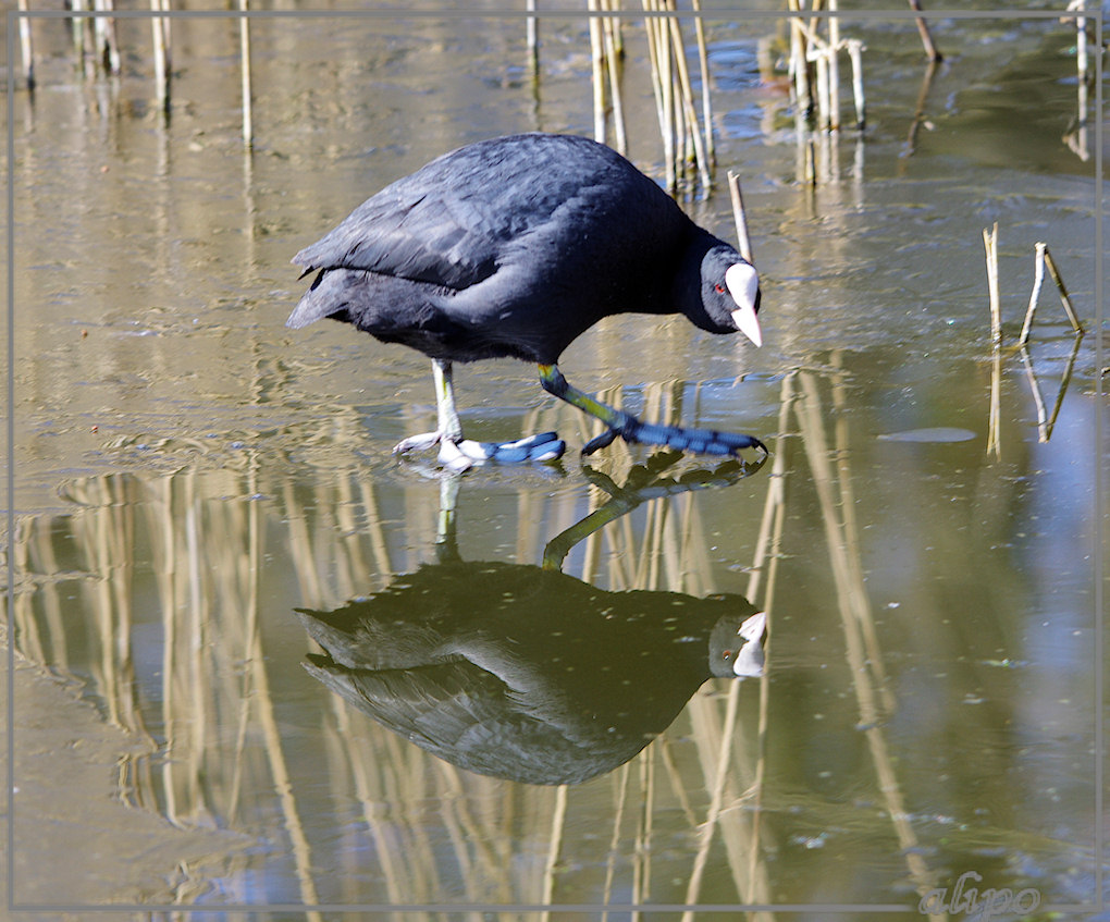 20130327_1104meerkoet_pompstation_Velserbeek3 Pentax K5 400mm