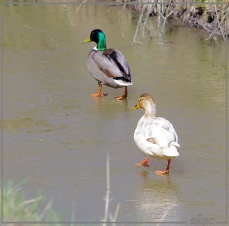 20130327_1123wilde_eenden_Spaarnwoude (18)