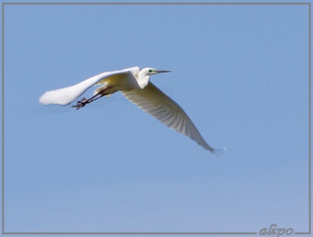 20130327_1140grote_zilverreiger_Spaarnwoude6 Pentax K5 400mm