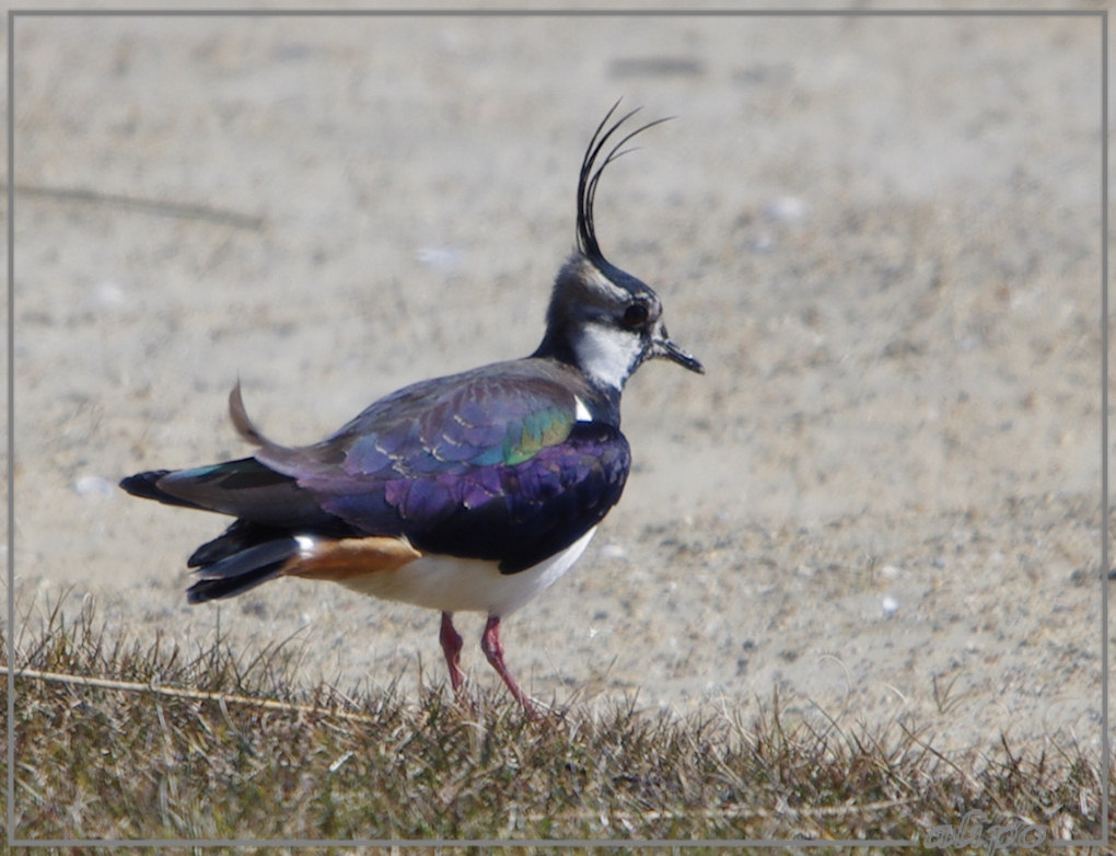 20130327_1157kievit_Spaarnwoude (7) Pentax K5 400mm