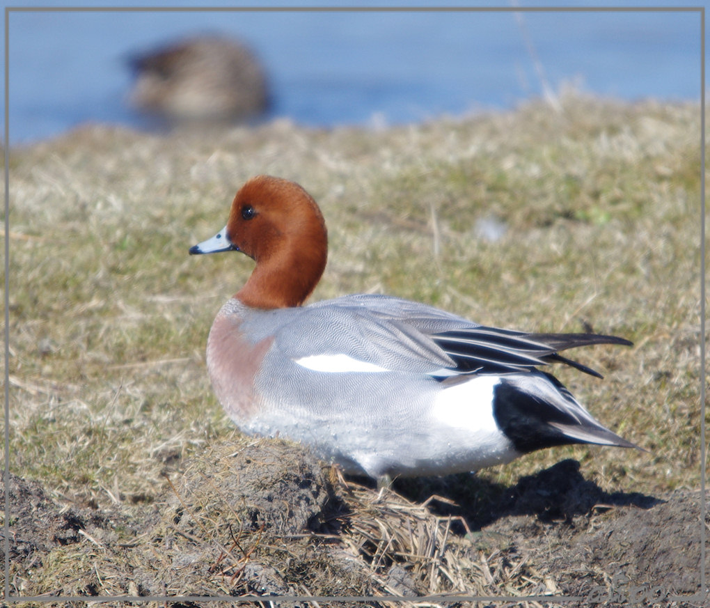 20130327_1257smient_Gruijterslandje2 Pentax K5 400mm