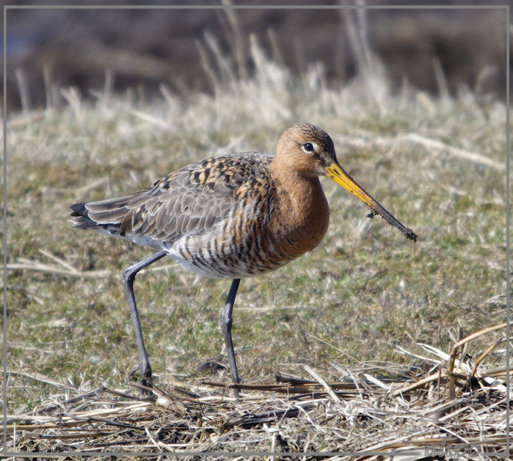 20130327_1302grutto_Gruijterslandje Pentax K5 400mm