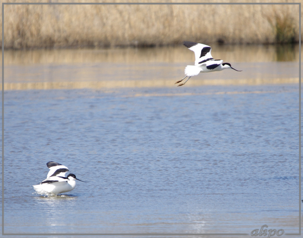 20130327_1307kluten_Gruijterslandje6 Pentax K5 400mm