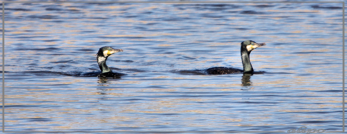 20130327_1319paartje_aalscholvers_Gruijterslandje Pentax K5 400mm