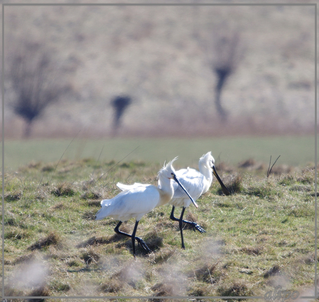 20130327_1345lepelaars_Heksloot (7) Pentax K5 400mm