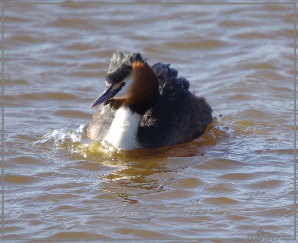 20130327_1353fuut_Heksloot (11)