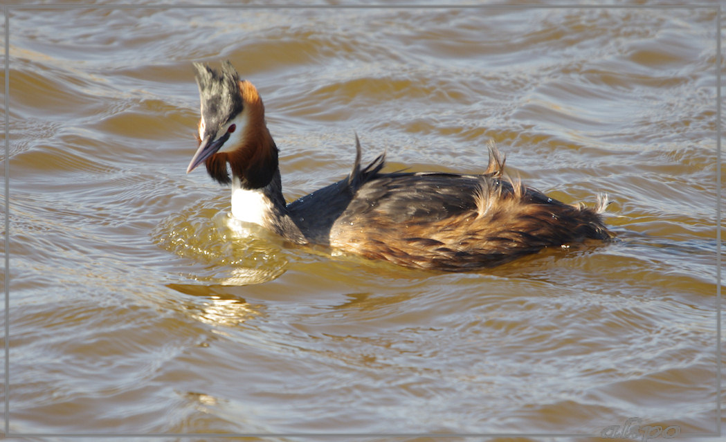 20130327_1353fuut_Heksloot (4)