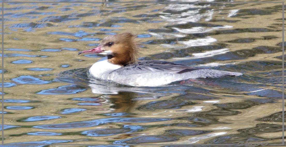 20130402_1354vrouwtje_grote_zaagbek_tankval_Herenduinen (13) Pentax K5 400mm