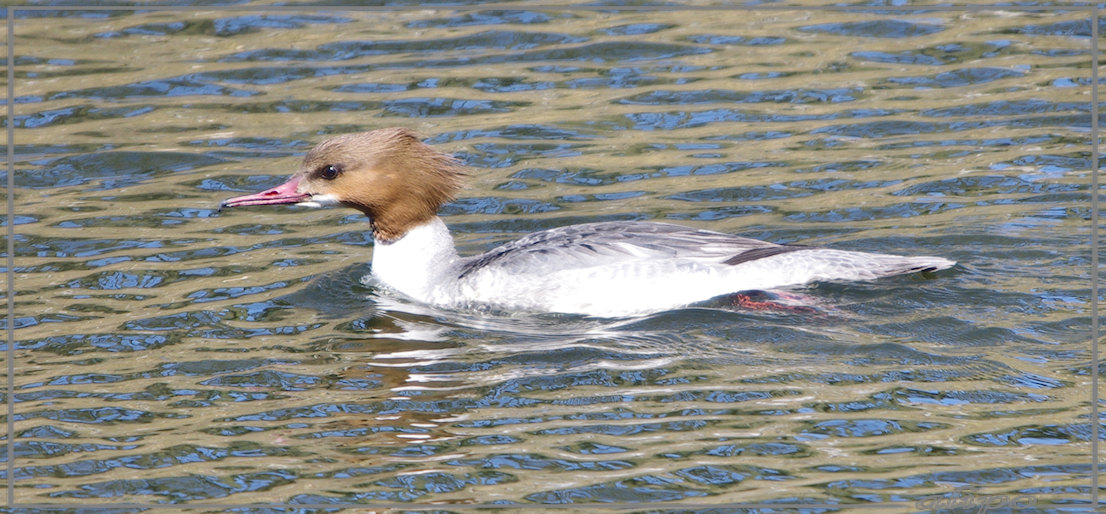 20130402_1354vrouwtje_grote_zaagbek_tankval_Herenduinen (16) Pentax K5 400mm