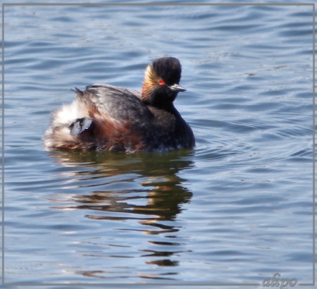 20130402_1508geoorde_fuut_Vogelmeer (17) Pentax K5 400mm