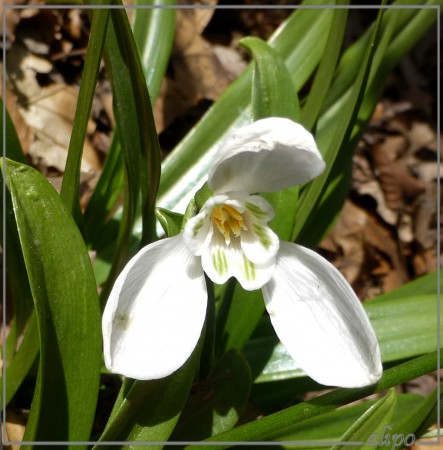 20130405_1044sneeuwklokje_Rijkenspark Lumix FZ30