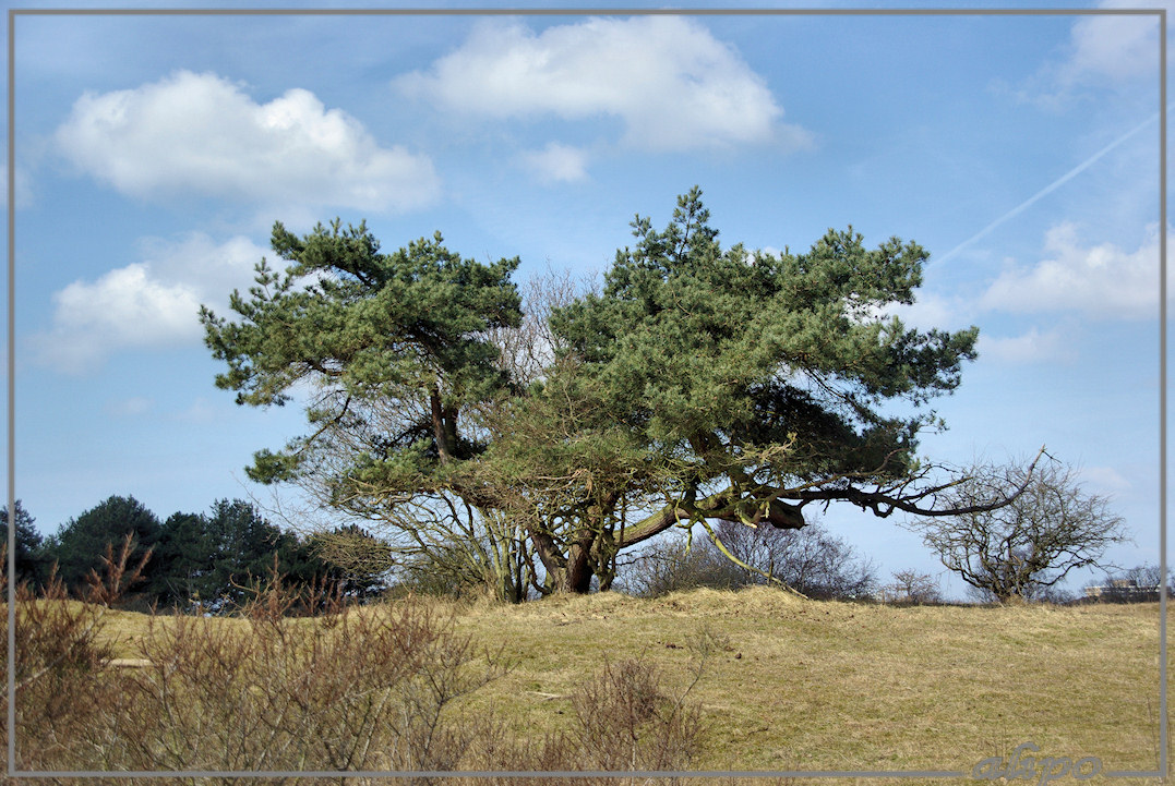 20130405_1237boom_Herenduinen Pentax K10D 200mm