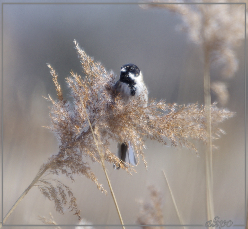 20130407_1416rietgors_Gruijterslandje4 Pentax K5 400mm