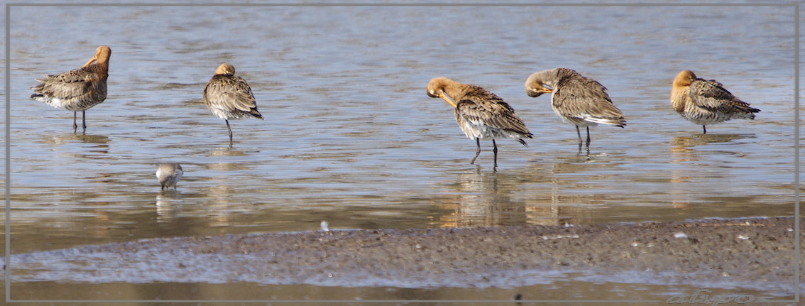 20130407_1422gruttoos_Gruijterslandje2 Pentax K5 400mm