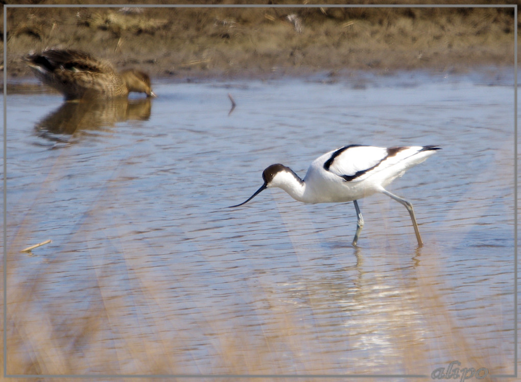 20130407_1427kluut_Gruijterslandje3 Pentax K5 400mm