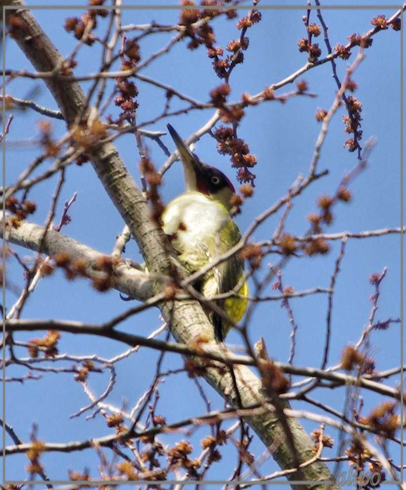 20130407_1556groene_specht_Schoonenberg2 Pentax K5 400mm