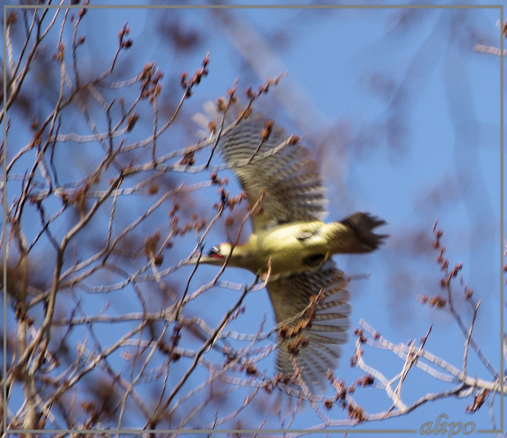 20130407_1556groene_specht_Schoonenberg6 Pentax K5 400mm