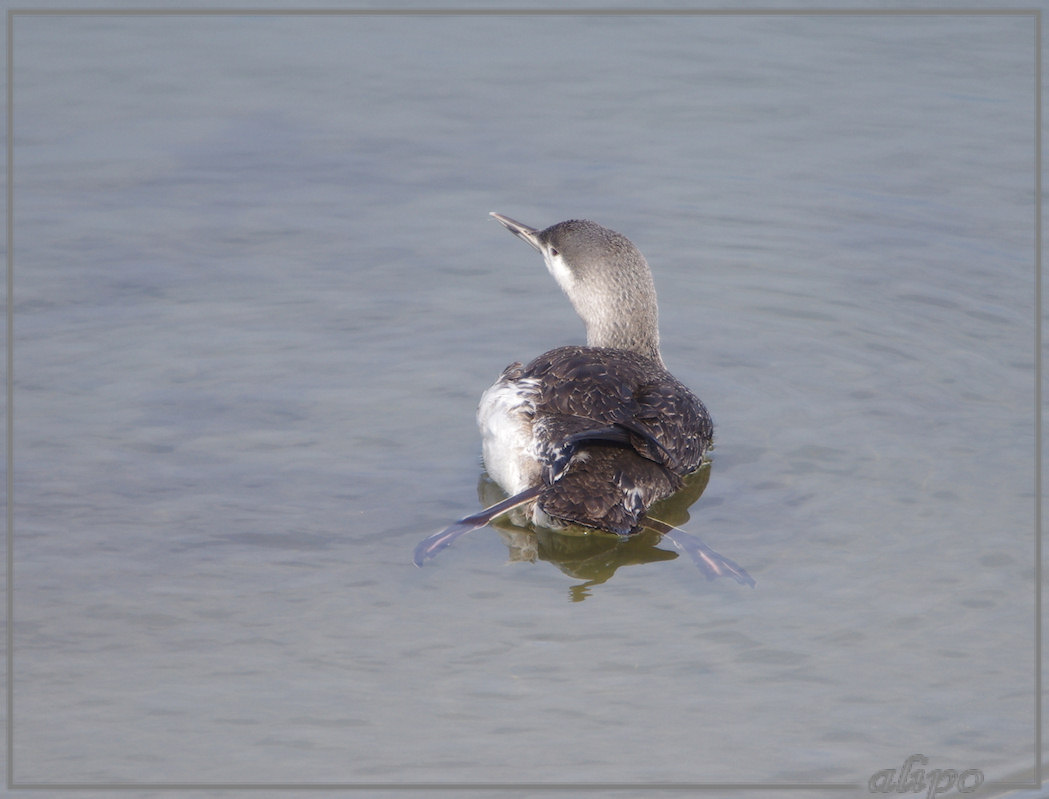 20130415_1618roodkeelduiker_Seaport_Marina (50)