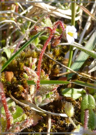 20130422_1040kandelaartje_Kennemermeer