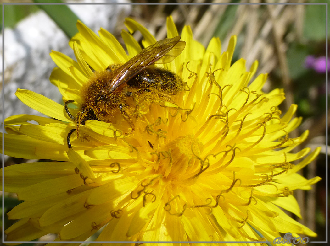 20130424_1311bij_paardenbloem_stationnetje6