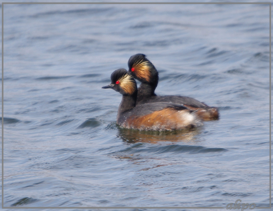 20130424_1458geoorde_futen_Vogelmeer (5) Pentax K5 400mm