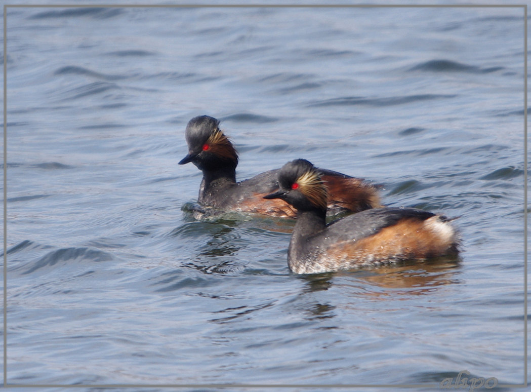 20130424_1458geoorde_futen_Vogelmeer (9)