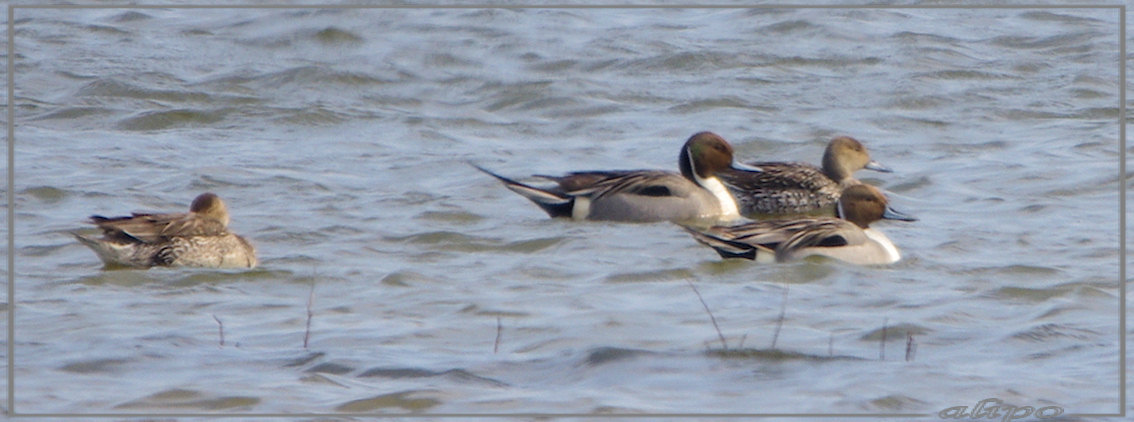 20130424_1521pijlstaarten_Vogelmeer (2)