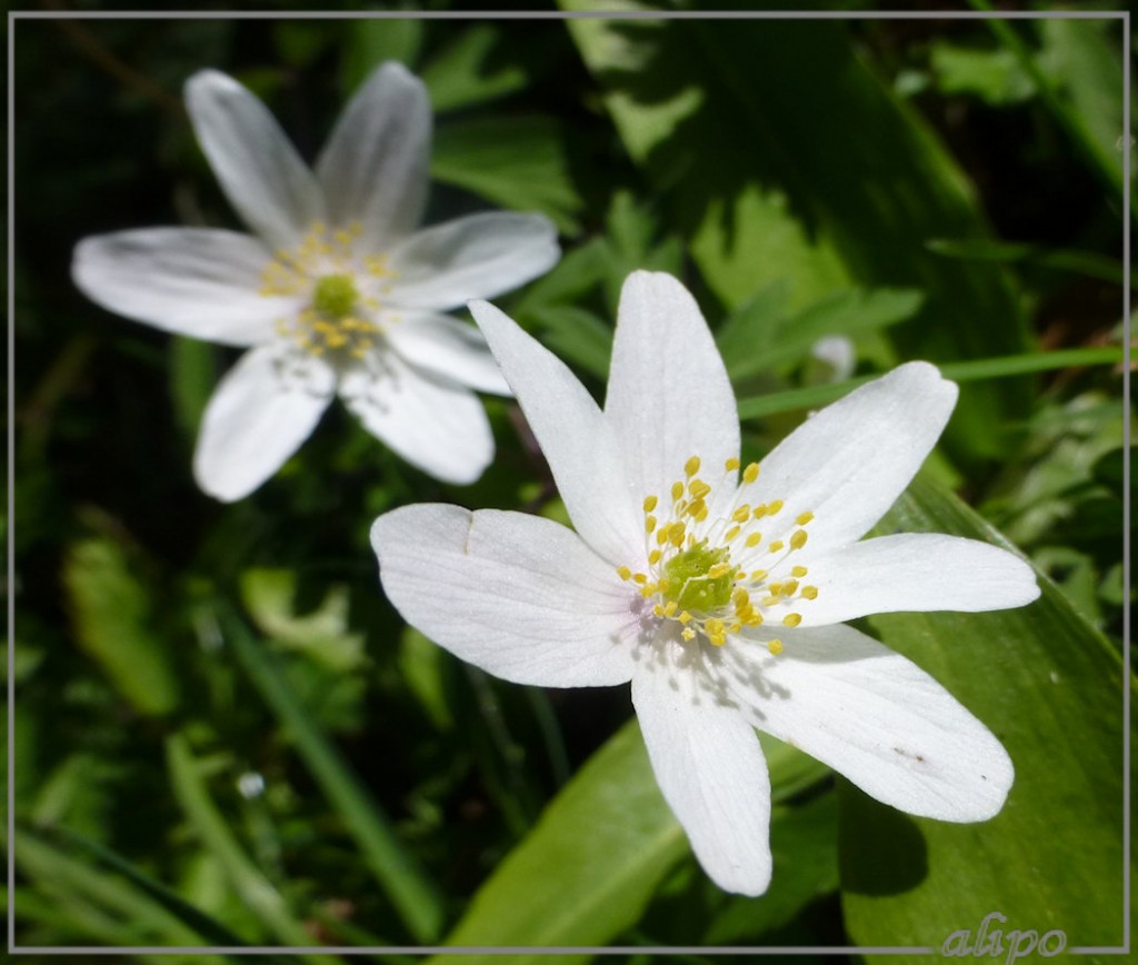 20130428_1415bosanemonen_Beeckestijn