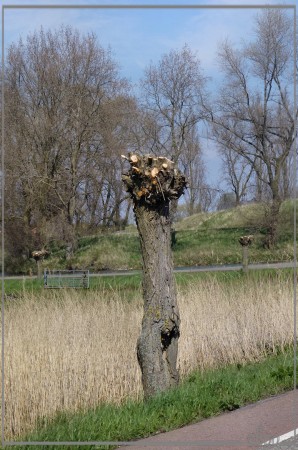 20130428_1528mannenboom_Heksloot_Spaarndam  Lumix TZ30