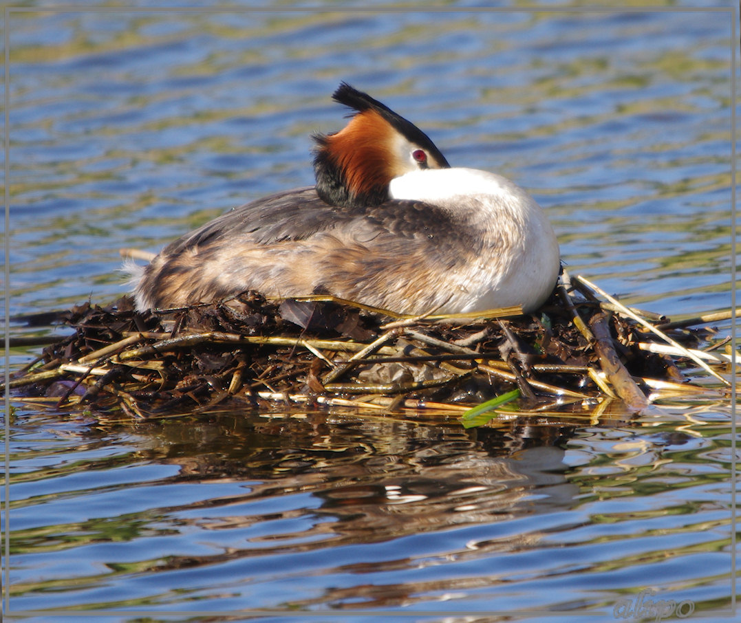 20130428_1658fuut_op_nest_Spaarndam3 Pentax K5 400mm