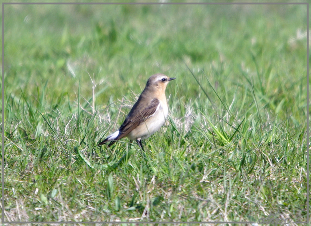 20130429_1651tapuiten_parkeerplaats_Kennemermeer (4) Pentax K5 400mm