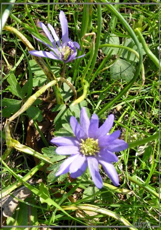 20130501_1616blauwe_anemonen_Beeckestijn Lumix TZ30