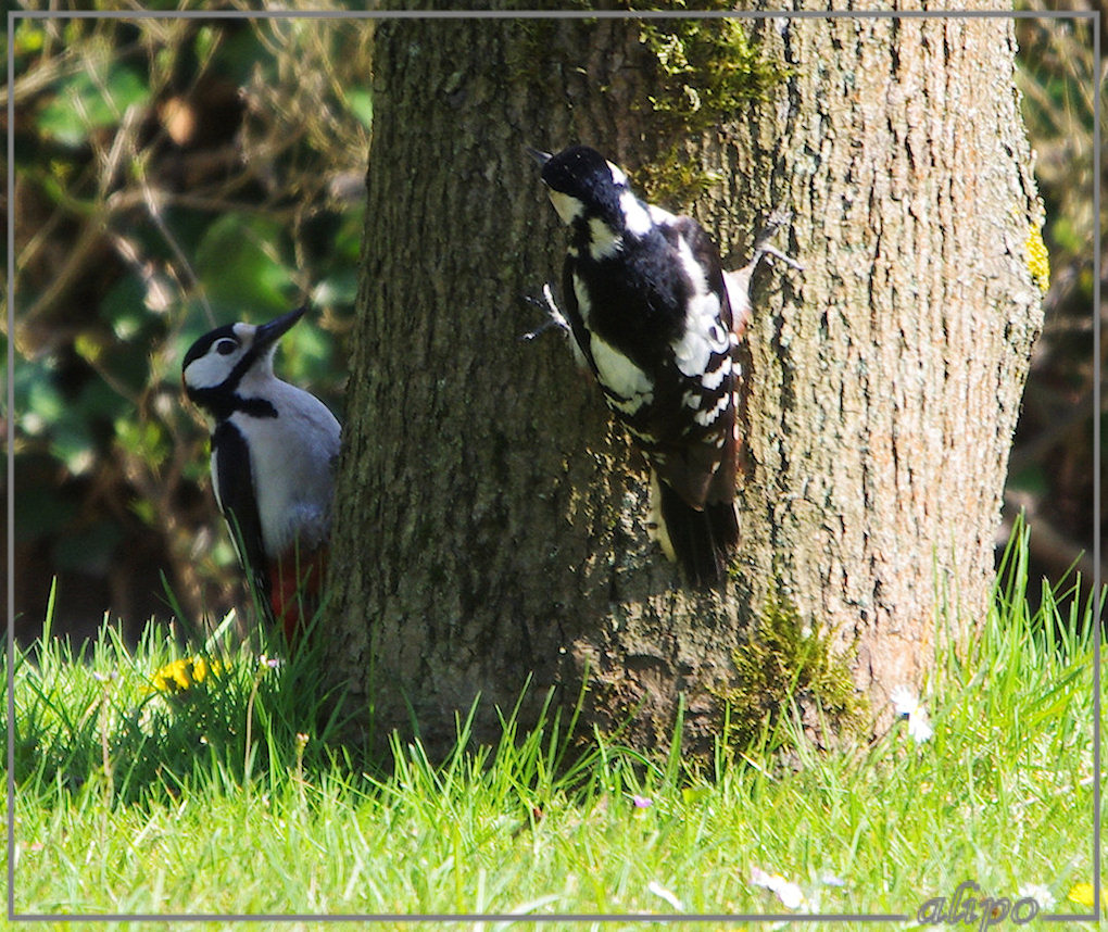 20130501_1628bonte_spechten_Beeckestijn3