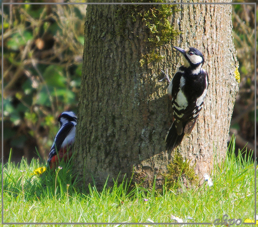 20130501_1628bonte_spechten_Beeckestijn4