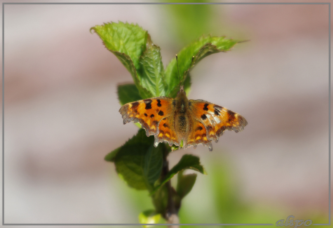 20130501_1642gehakkelde_aurelia_Beeckestijn4 Pentax K5 400mm