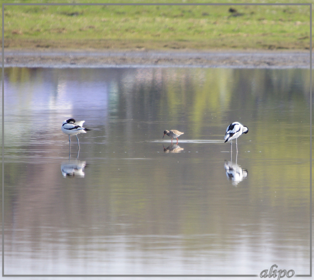 20130503_0958kluten_tureluur_Gruijterslandje Pentax K5 400mm