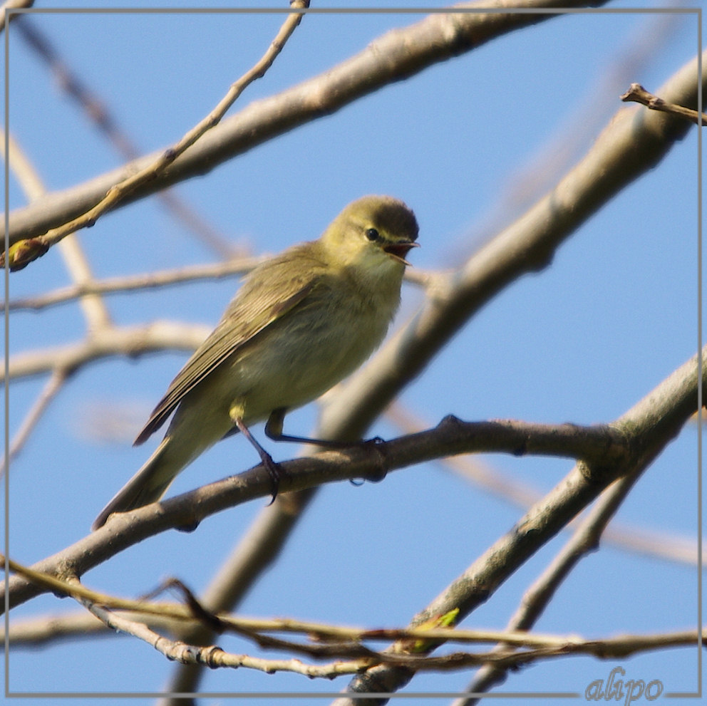 20130503_1035fitis_man_Gruijterslandje2