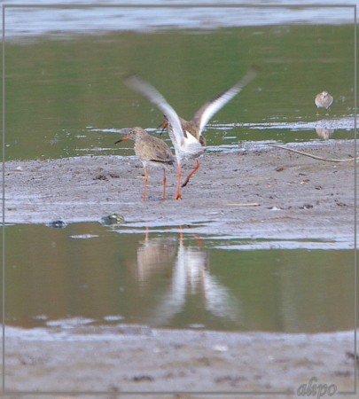 20130503_1212tureluurs_Temmincks_strandlopers_Gruijterslandje2