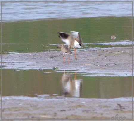 20130503_1212tureluurs_Temmincks_strandlopers_Gruijterslandje3