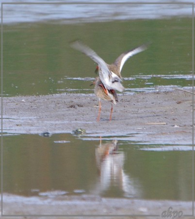 20130503_1212tureluurs_Temmincks_strandlopers_Gruijterslandje4