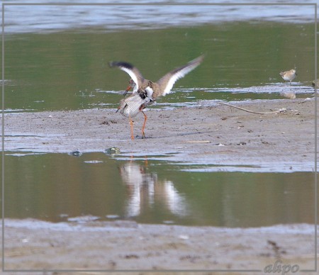 20130503_1212tureluurs_Temmincks_strandlopers_Gruijterslandje6