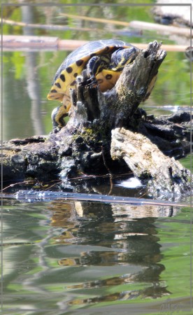 20130503_1336geelbuikschildpad_Fort_Benoorden