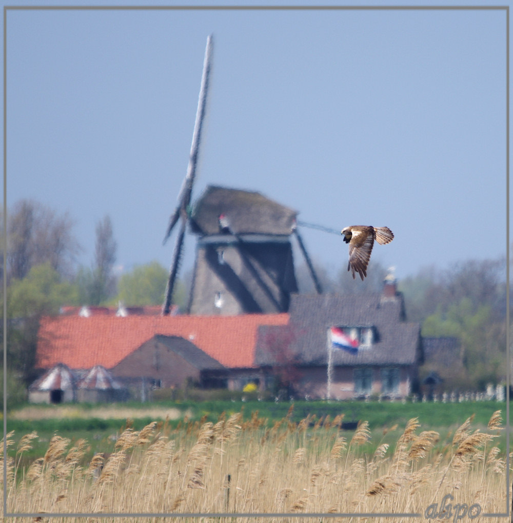 20130505_1422buizerd_Spaarnwouderplas (2) Pentax K5 400mm