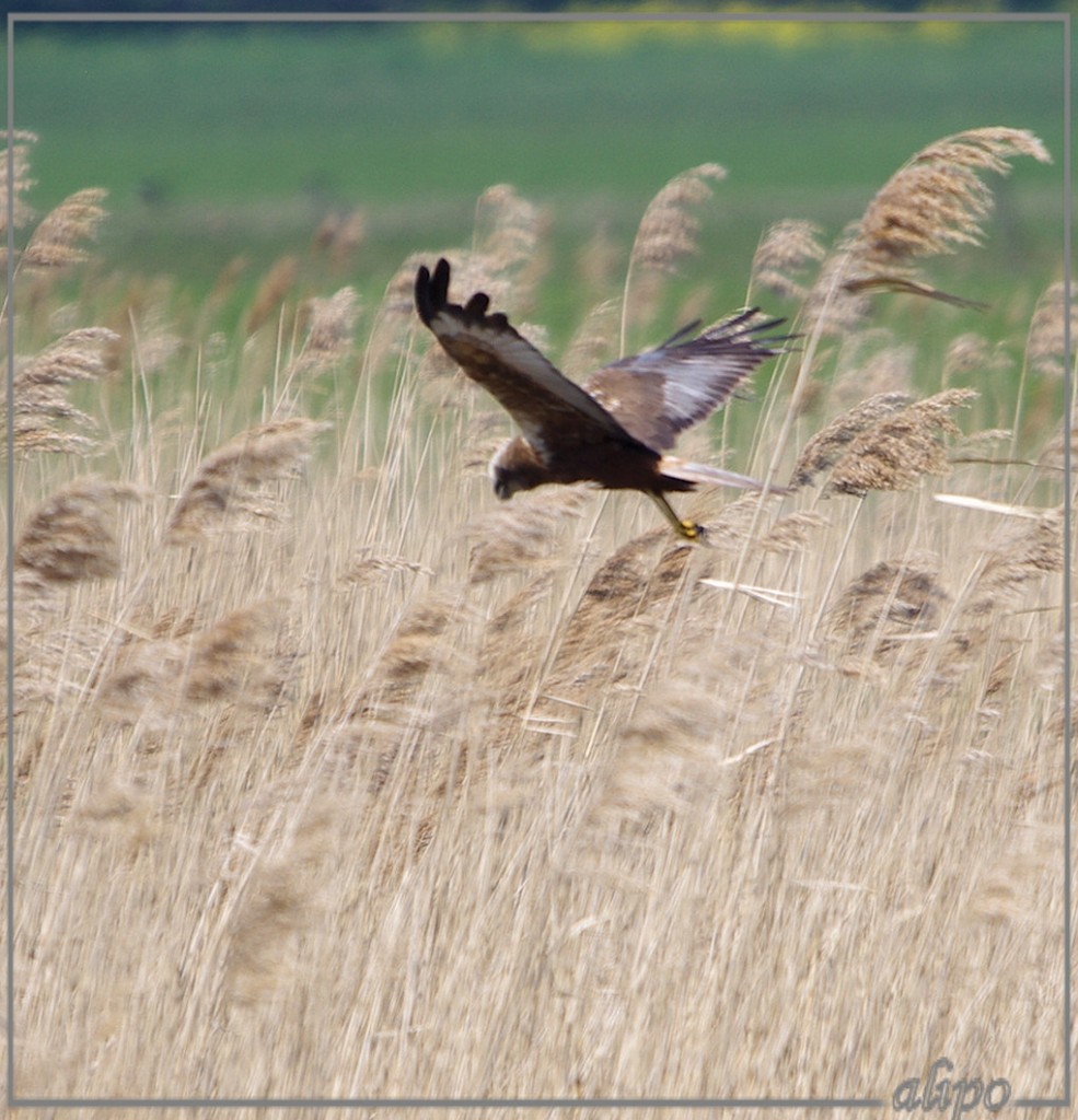 20130505_1422buizerd_Spaarnwouderplas (5)