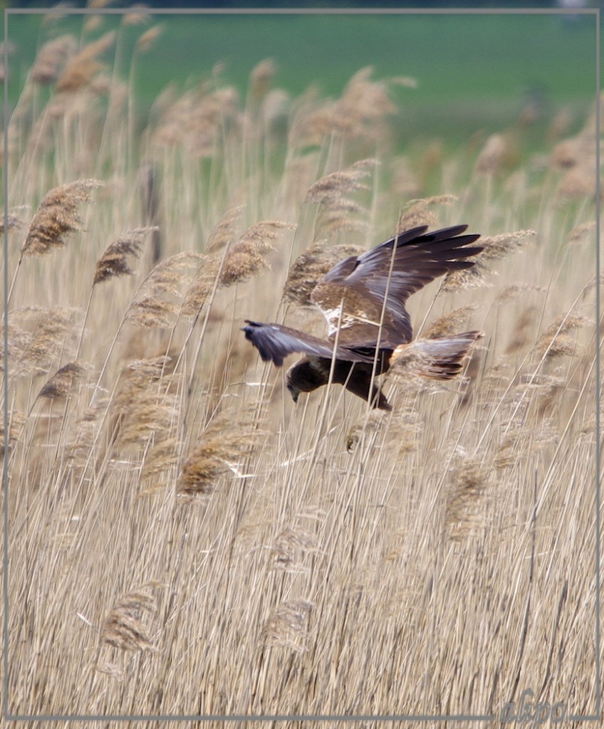 20130505_1422buizerd_Spaarnwouderplas (6)