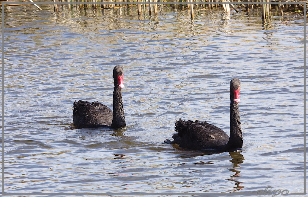 20130505_1448zwarte_zwanen_Zoete_Inval (3)