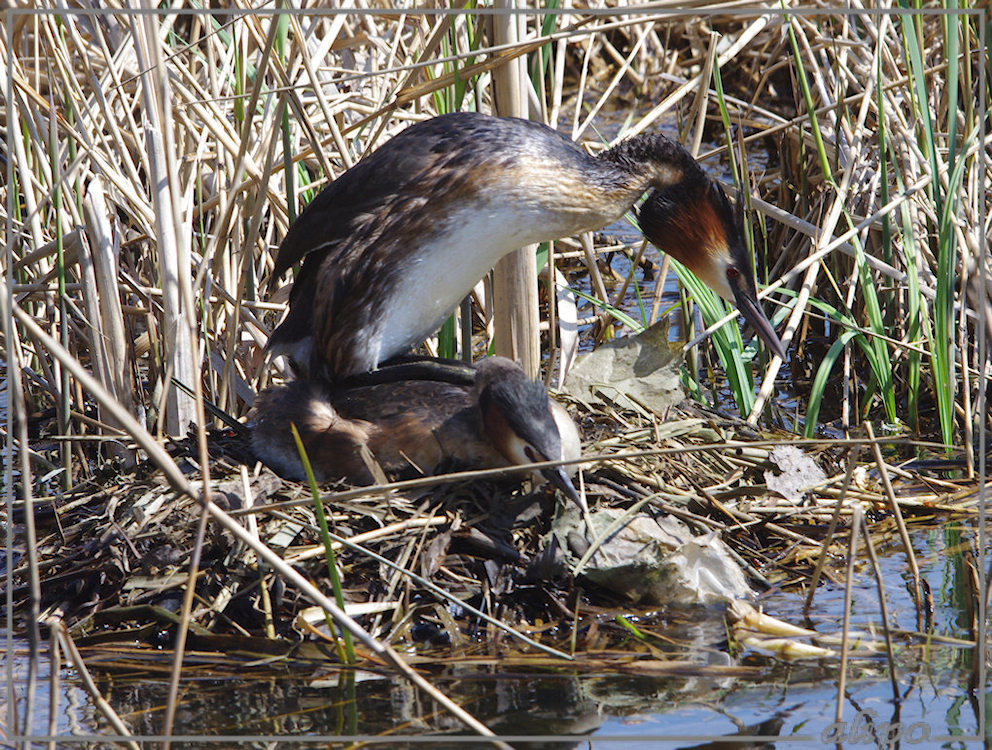 20130505_1453futen_nest_Zoete_Inval (11)