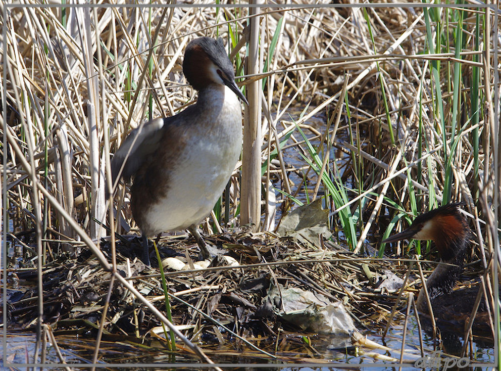 20130505_1453futen_nest_Zoete_Inval (15)